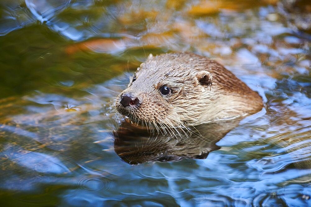 Eurasian otter (Lutra lutra), swimming in the water, Bavaria, Germany, Europe