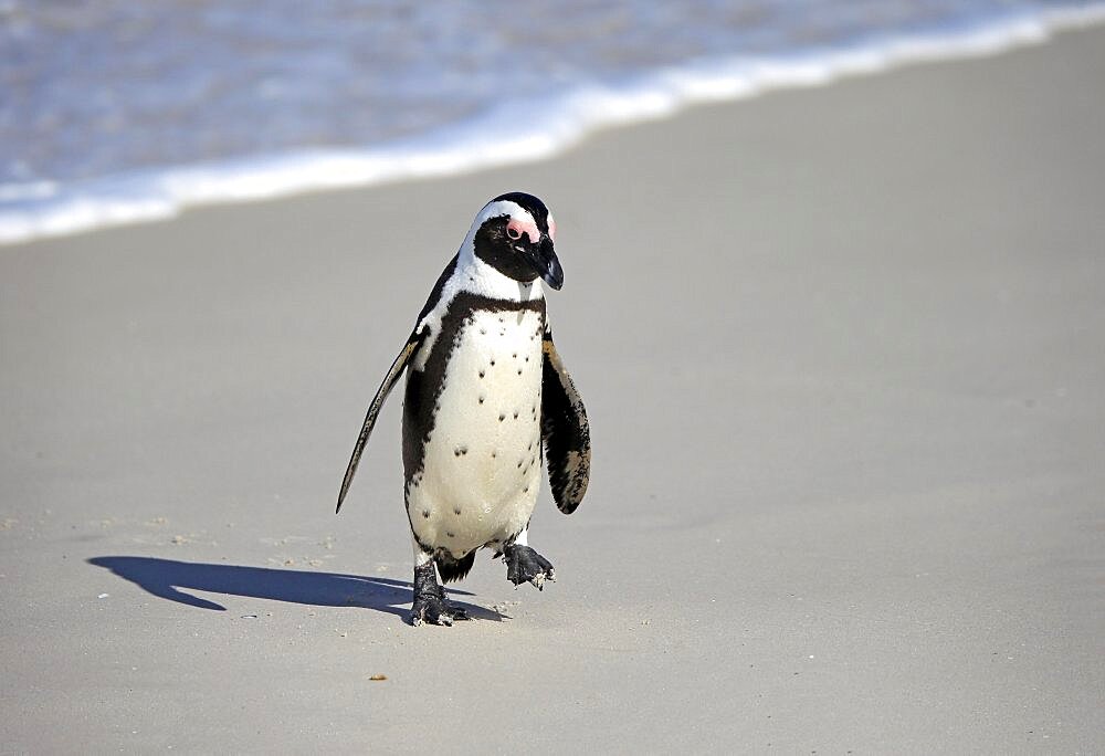 African penguin (Spheniscus demersus), adult, on the beach, coming out of the water, running, Boulders Beach, Simonstown, Western Cape, South Africa, Africa