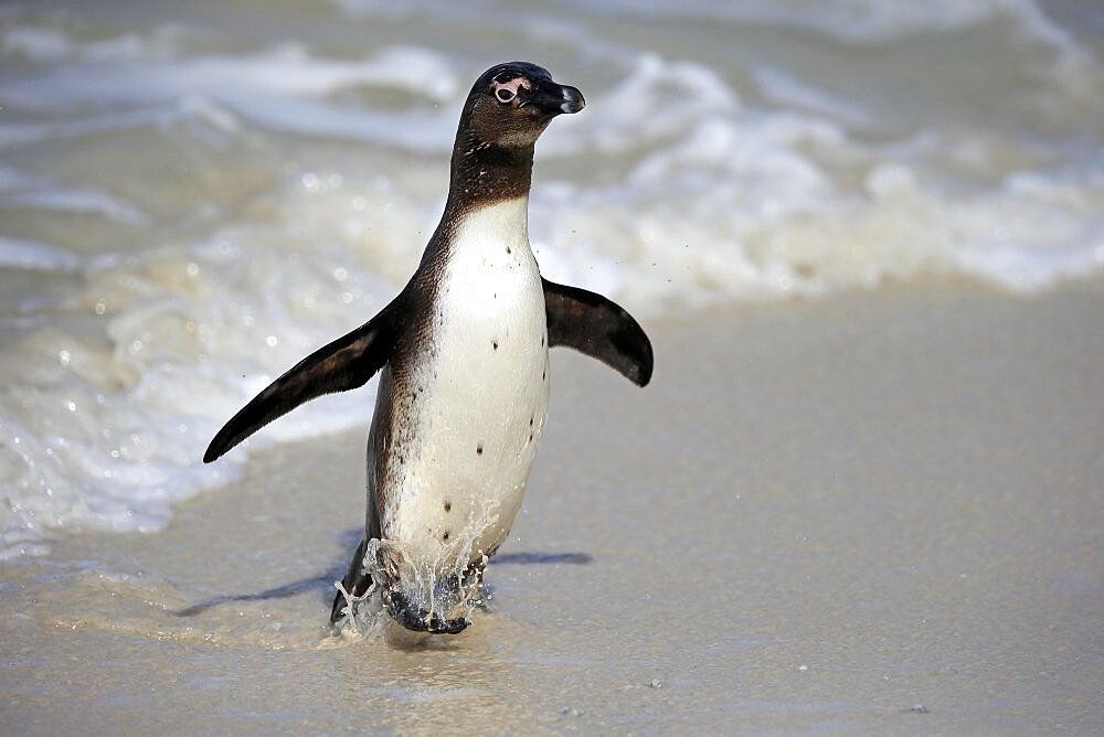 African penguin (Spheniscus demersus), adult, undeveloped, on the beach, coming out of the water, Boulders Beach, Simonstown, Western Cape, South Africa, Africa