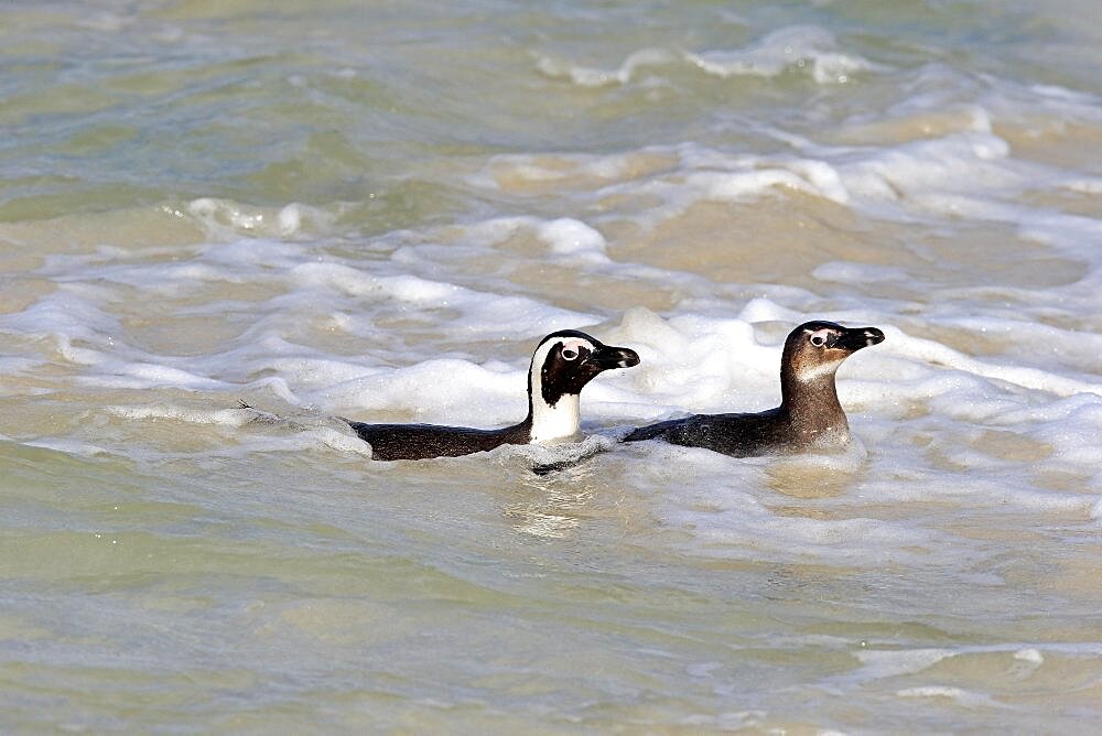 African penguin (Spheniscus demersus), adult, subadult, two penguins, swimming, in the water, Boulders Beach, Simonstown, Western Cape, South Africa, Africa