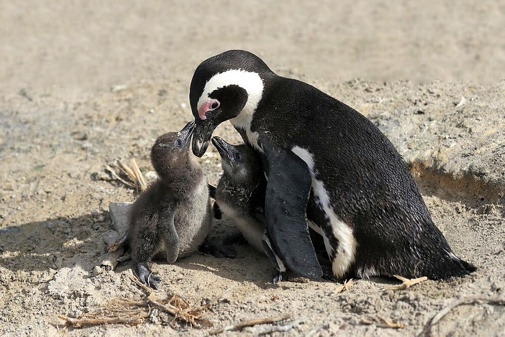 African penguin (Spheniscus demersus), adult, two juveniles, siblings, on the beach, feeding, social behaviour, Boulders Beach, Simonstown, Western Cape, South Africa, Africa