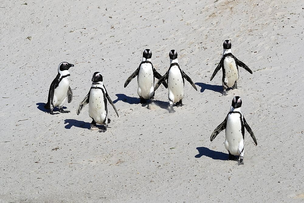 African penguin (Spheniscus demersus), adult, group, on the beach, walking, Boulders Beach, Simonstown, Western Cape, South Africa, Africa