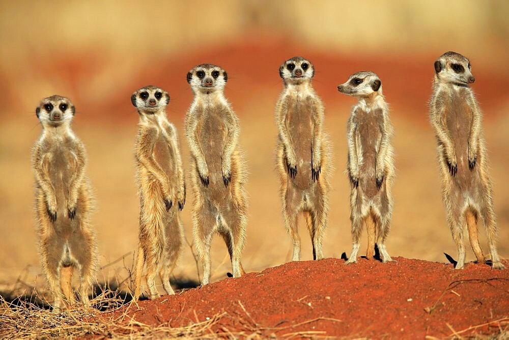 Meerkats (Suricata suricatta), meerkat, adult, group, standing upright, alert, on guard, on burrow, Tswalu Game Reserve, Kalahari, Northern Cape, South Africa, Africa