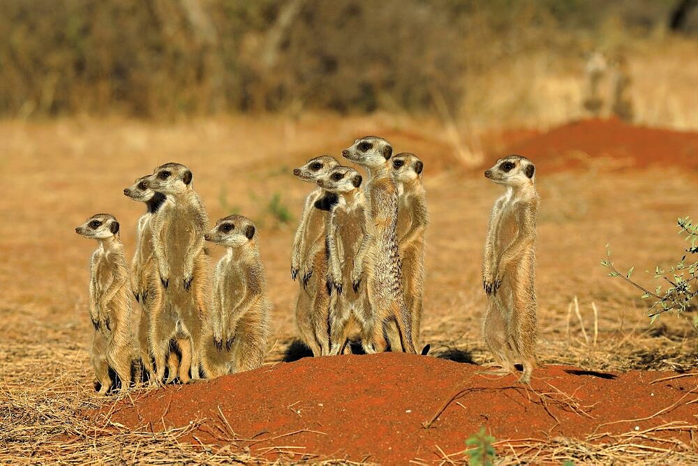 Meerkats (Suricata suricatta), meerkat, adult, group, family, standing upright, alert, on guard, on burrow, Tswalu Game Reserve, Kalahari, Northern Cape, South Africa, Africa