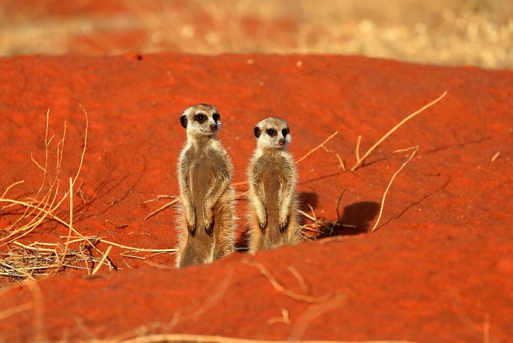 Meerkats (Suricata suricatta), meerkat, two young, at burrow, alert, Tswalu Game Reserve, Kalahari, Northern Cape, South Africa, Africa