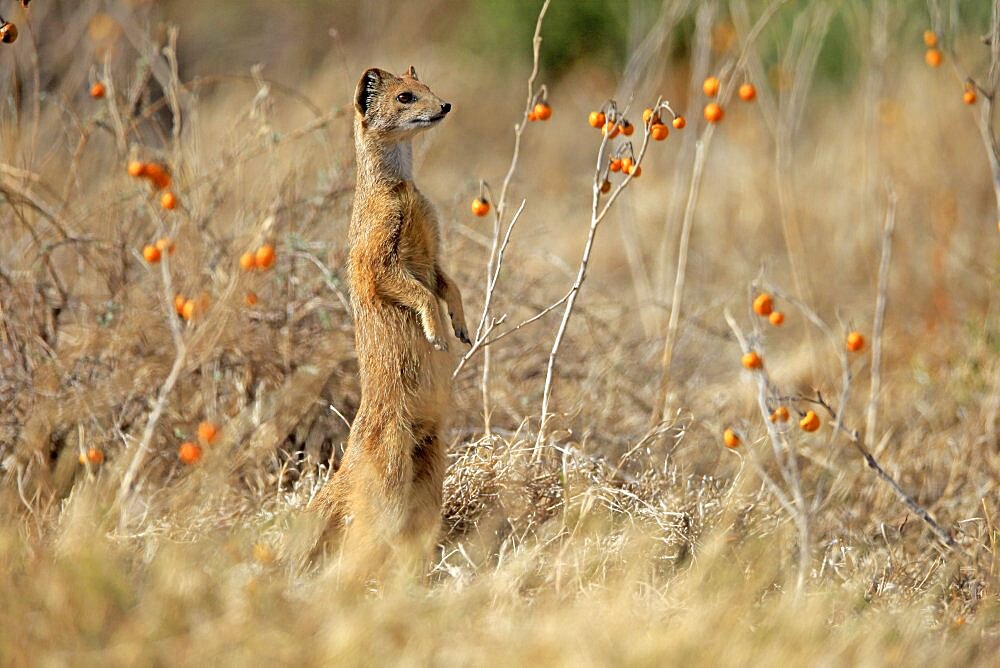 Yellow mongoose (Cynictis penicillata), adult standing upright, alert, Mountain Zebra National Park, Eastern Cape, South Africa, Africa