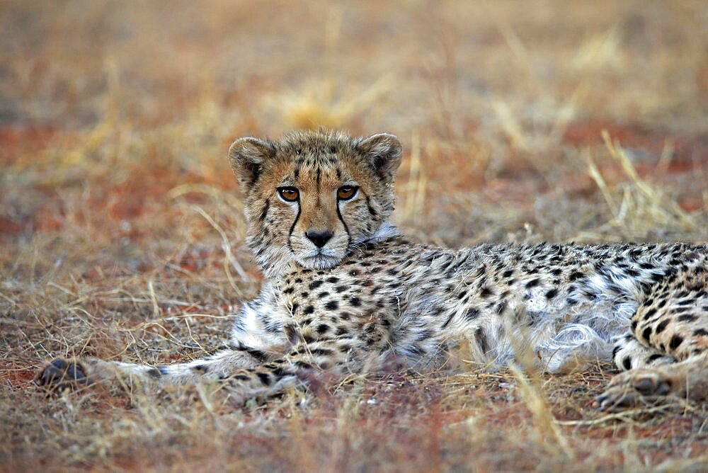 Cheetah (Acinonyx jubatus), adult, resting, portrait, Tswalu Game Reserve, Kalahari, Northern Cape, South Africa, Africa