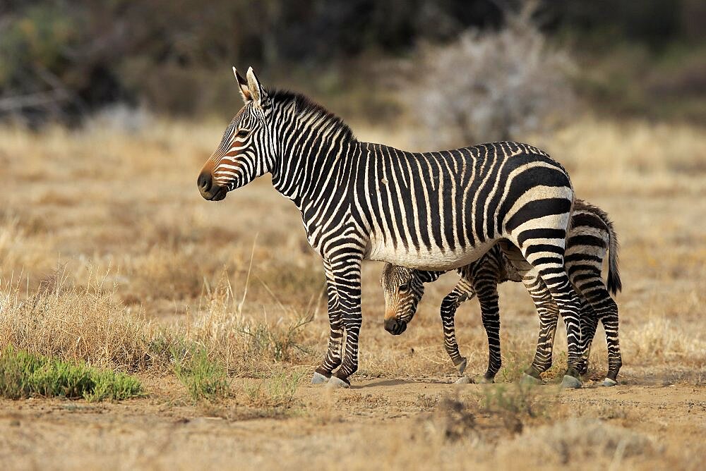 Cape Mountain Zebra (Equus zebra zebra), adult, young, mother with young, alert, foraging, Mountain Zebra National Park, Eastern Cape, South Africa, Africa