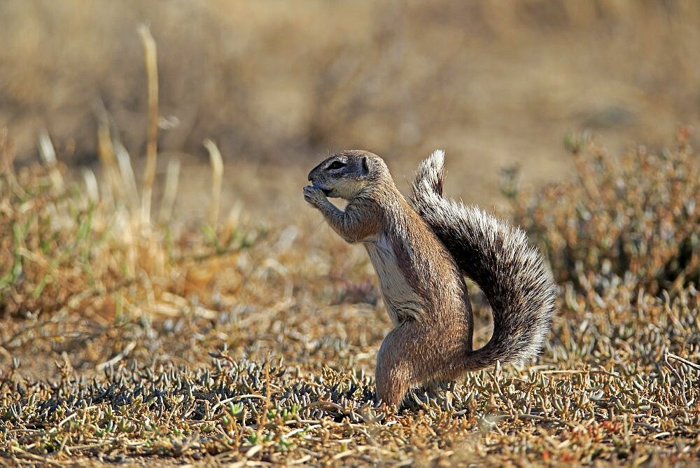 Cape ground squirrel (Xerus inauris), adult, alert, standing upright, feeding, Mountain Zebra National Park, Eastern Cape, South Africa, Africa