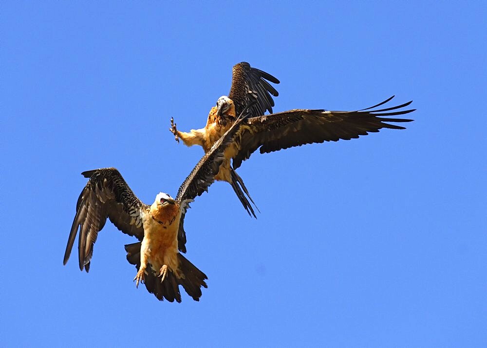 Bearded Vulture (Gypaetus barbatus), pair in flight, Pyrenees, Spain, Europe