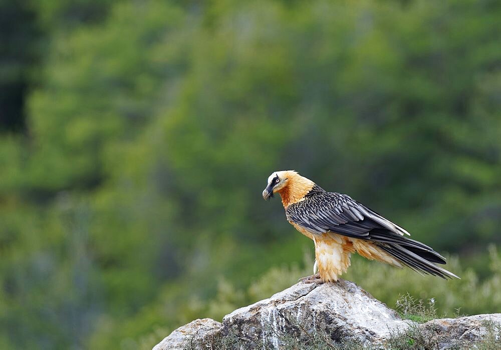 Bearded Vulture (Gypaetus barbatus), Spain, Pyrenees, Europe