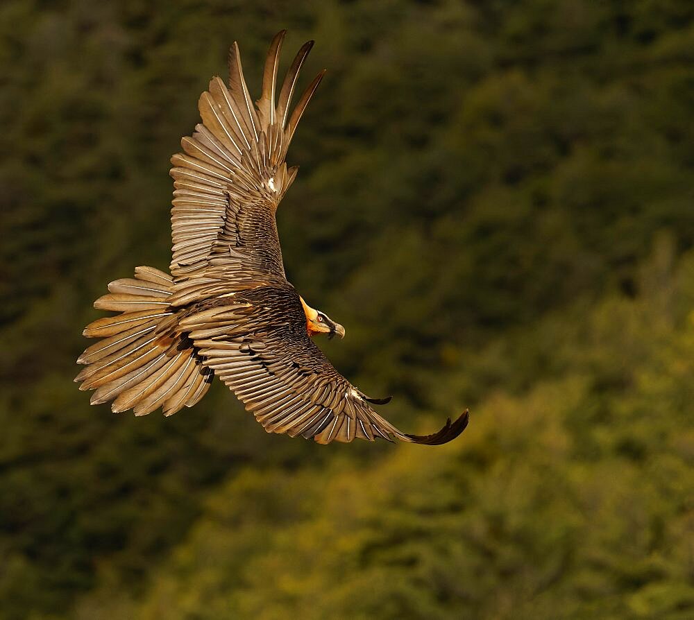 Bearded vulture (Gypaetus barbatus), in flight, Pyrenees, Spain, Europe