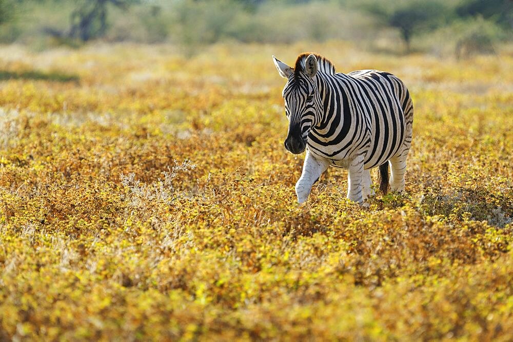 Burchells zebra (Equus quagga burchellii) walking through yellow grassland. Etosha National Park, Namibia, Africa