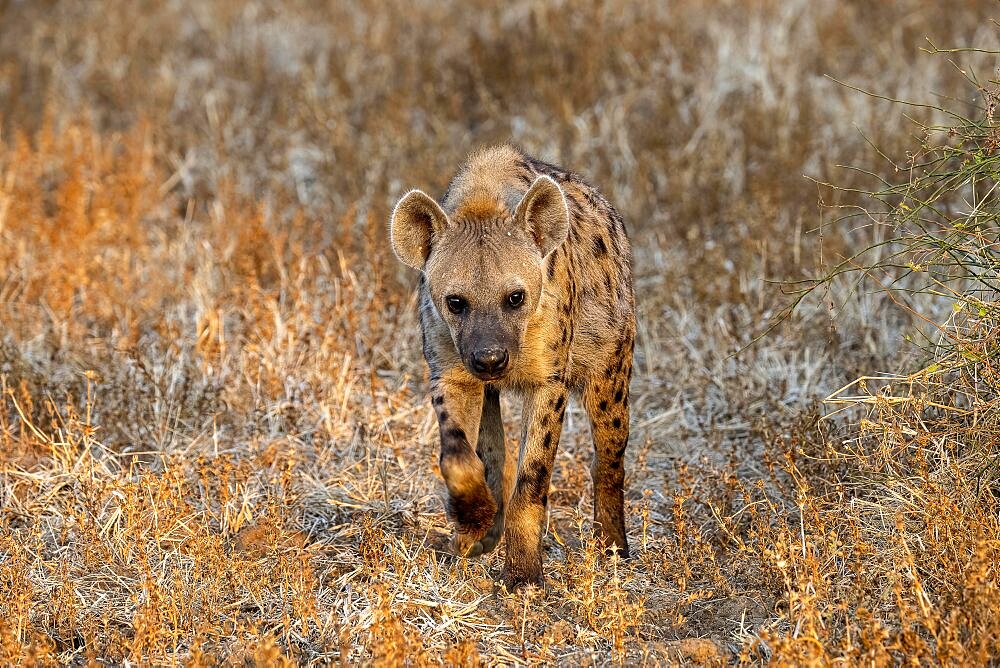 Spotted hyena (Crocuta crocuta), stalking, in morning light, Nsefu Sector, South Luangwa, Zambia, Africa