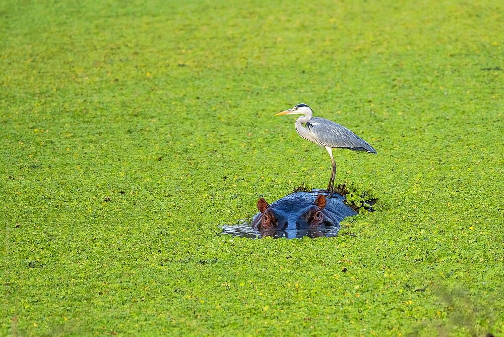 Grey heron (Ardea cinerea), hippo (Hippopotamus amphibius), water cabbage (Pistia stratiotes), South Luangwa, Zambia, Africa