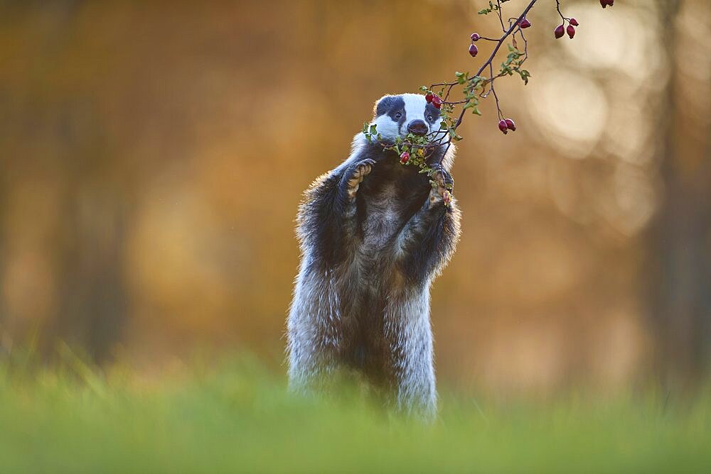 Badger (Meles meles), eat standing rose hips