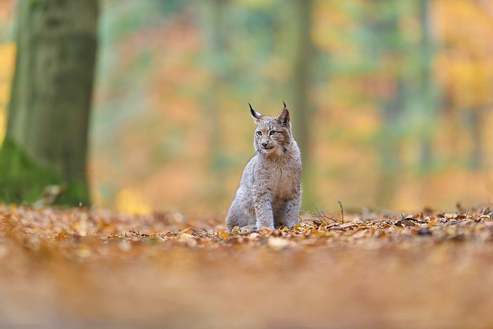 Eurasian lynx (Lynx lynx), in forest at autumn