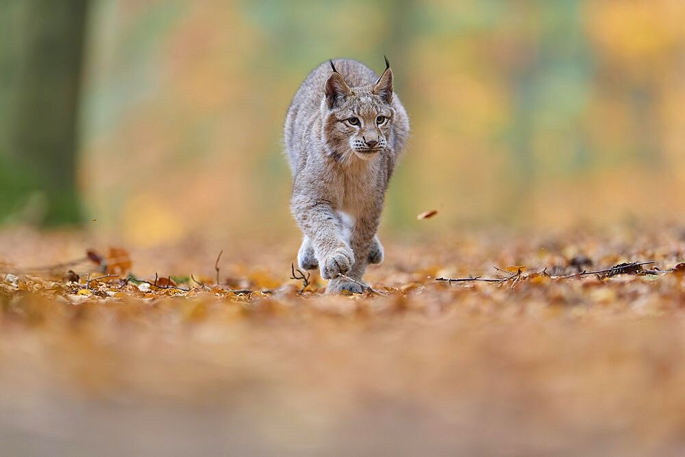 Eurasian lynx (Lynx lynx), running in autumn forest