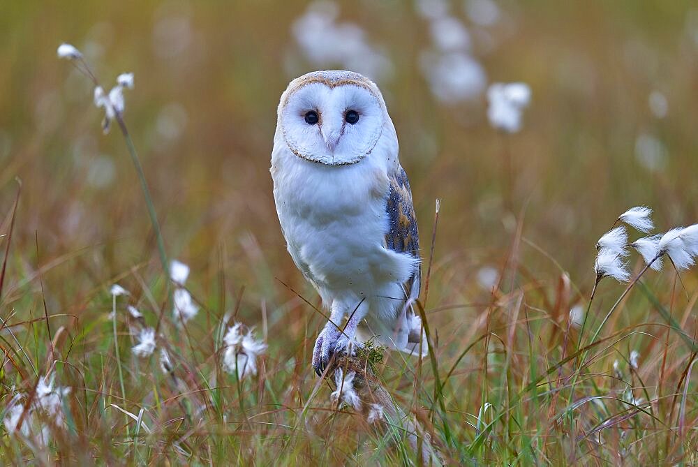 Barn Owl (tyto alba), sitting in meadow