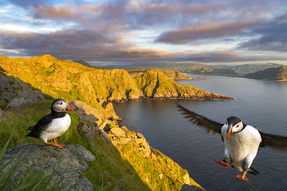 Puffin (Fratercula arctica), Bird Island Runde, Norway, Europe