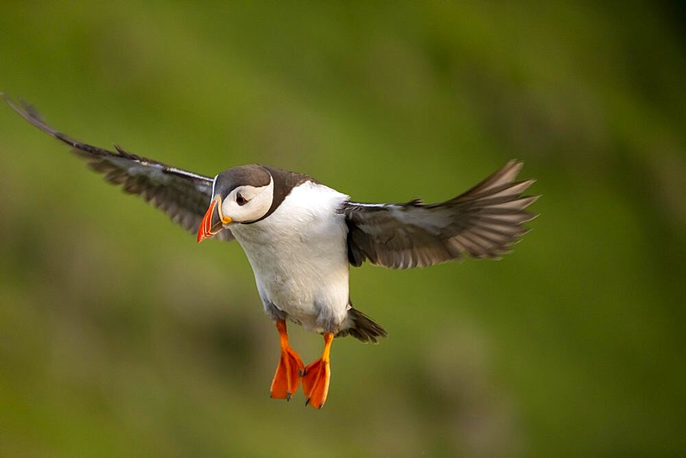 Puffin (Fratercula arctica) in flight, Bird Island Runde, Norway, Europe