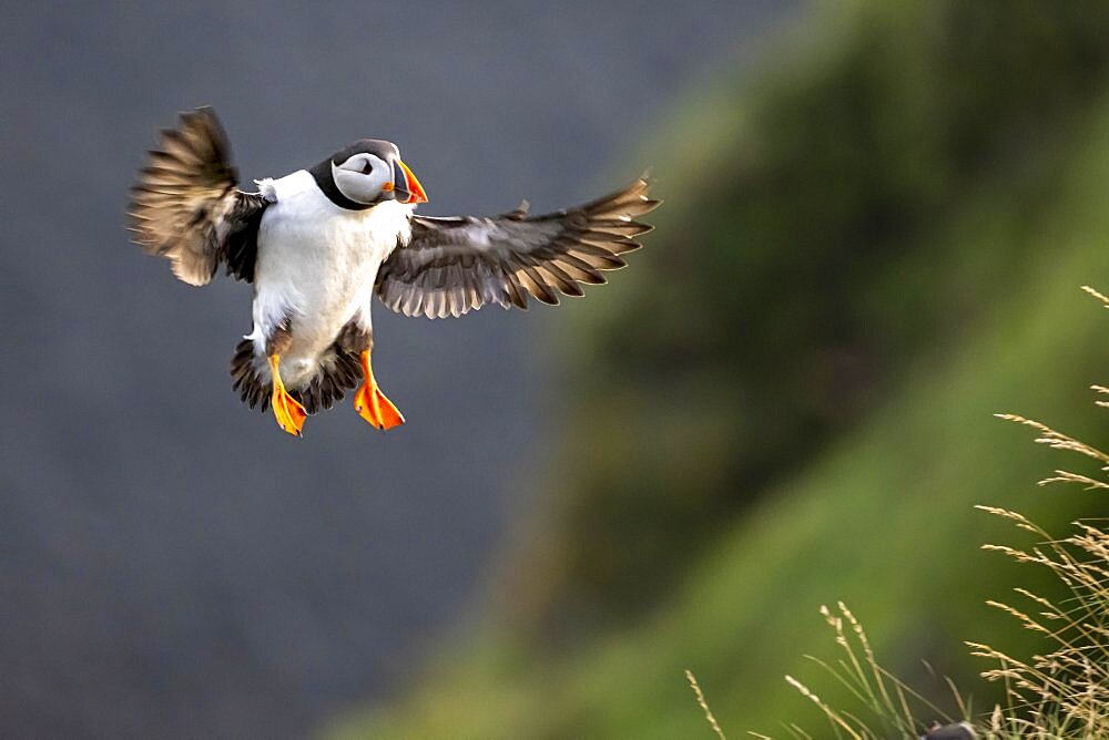 Puffin (Fratercula arctica) in flight, Bird Island Runde, Norway, Europe