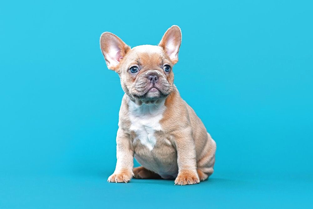 Cute lilac red fawn French Bulldog dog puppy sitting on blue background