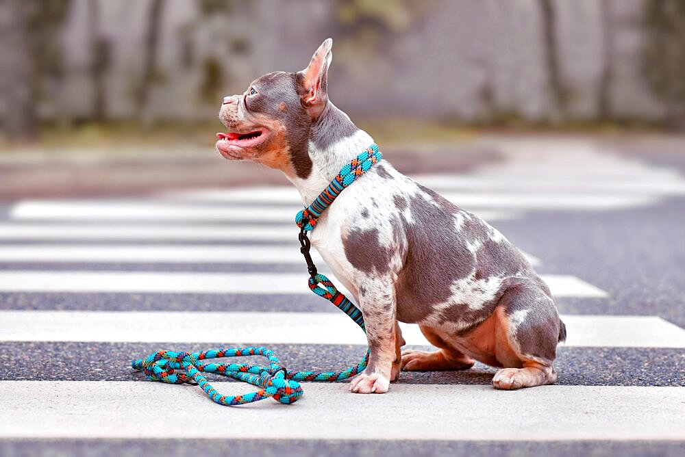 Merle French Bulldog dog wearing collar with rope retriever leash