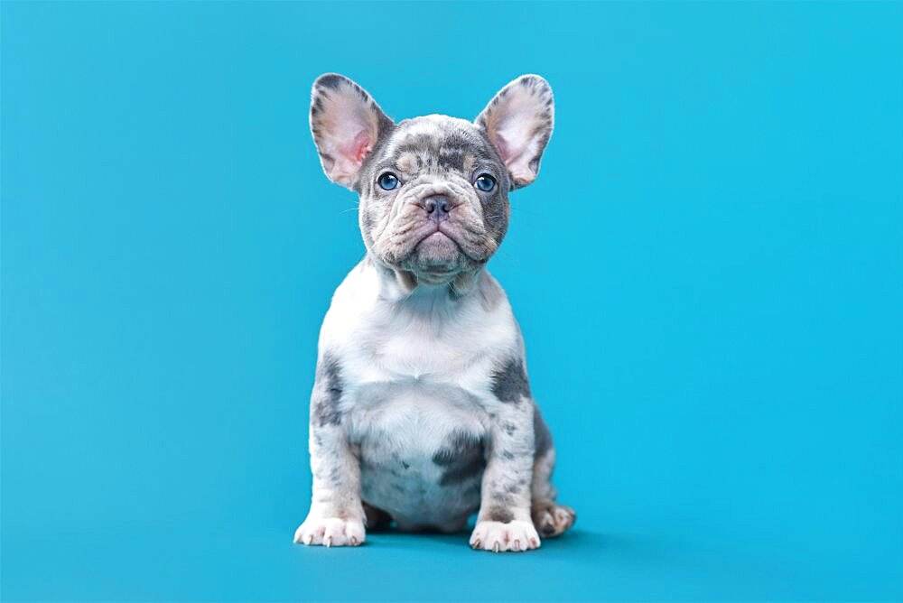 Merle French Bulldog dog puppy sitting in front of blue background