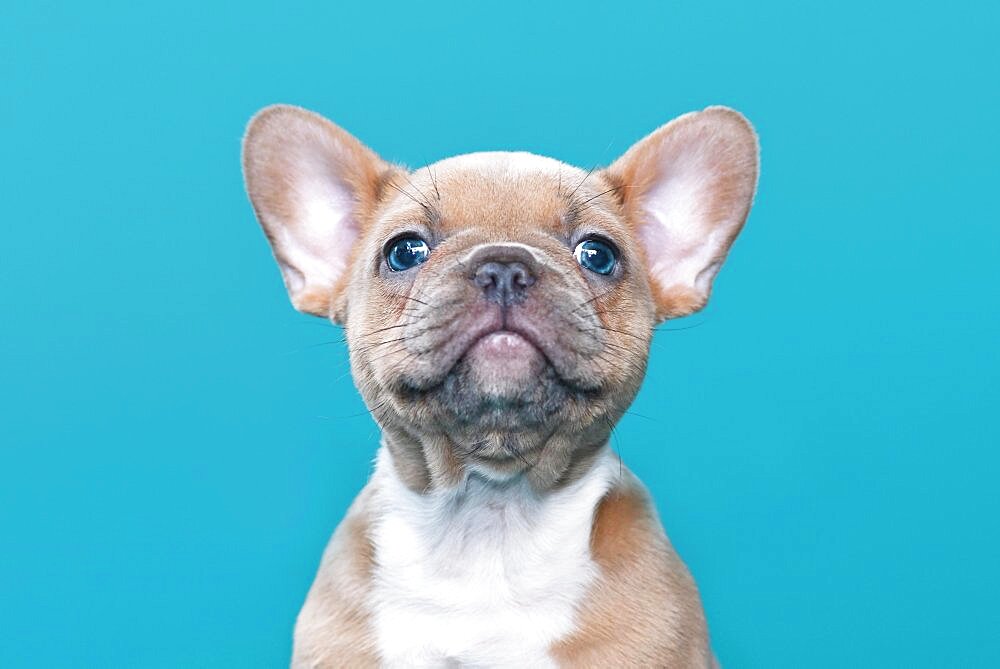 Portrait of lilac red fawn French Bulldog dog puppy on blue background