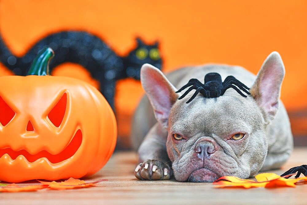 Grumpy Halloween French Bulldog dog with carved pumpkin, autumn leaves, spider on head and black cat in orange background