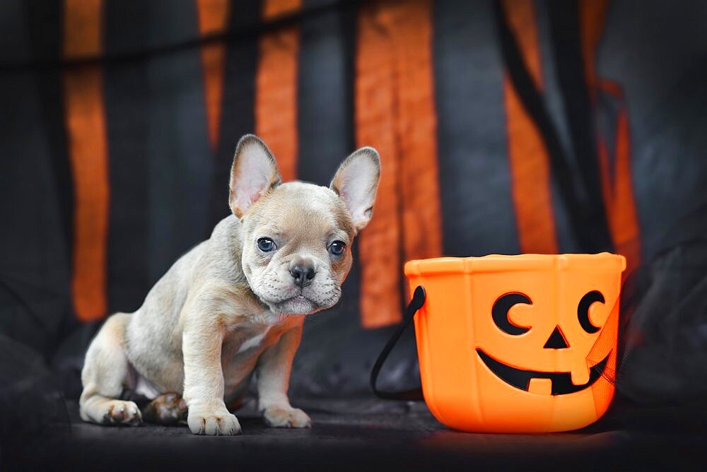 French Bulldog dog puppy with spooky Halloween trick or treat basket in front of black and orange paper streamers