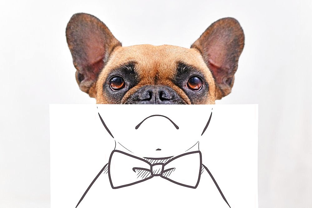 French Bulldog dog with half of face covered with white paper sheet with painted on sad mouth and bow tie