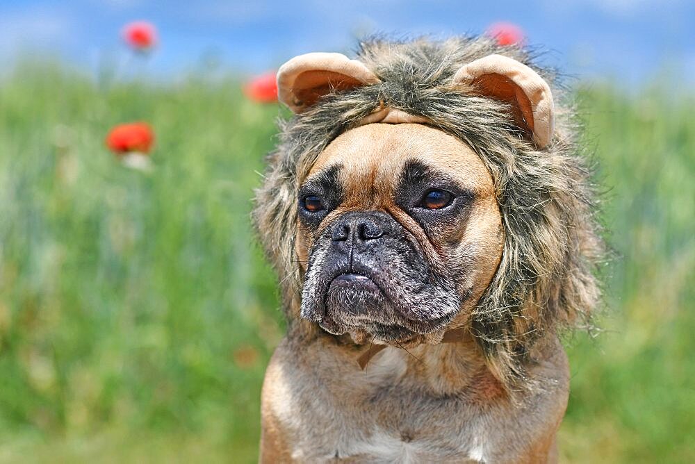 French Bulldog dog dressed up with lion mane costume headband in front of flower field