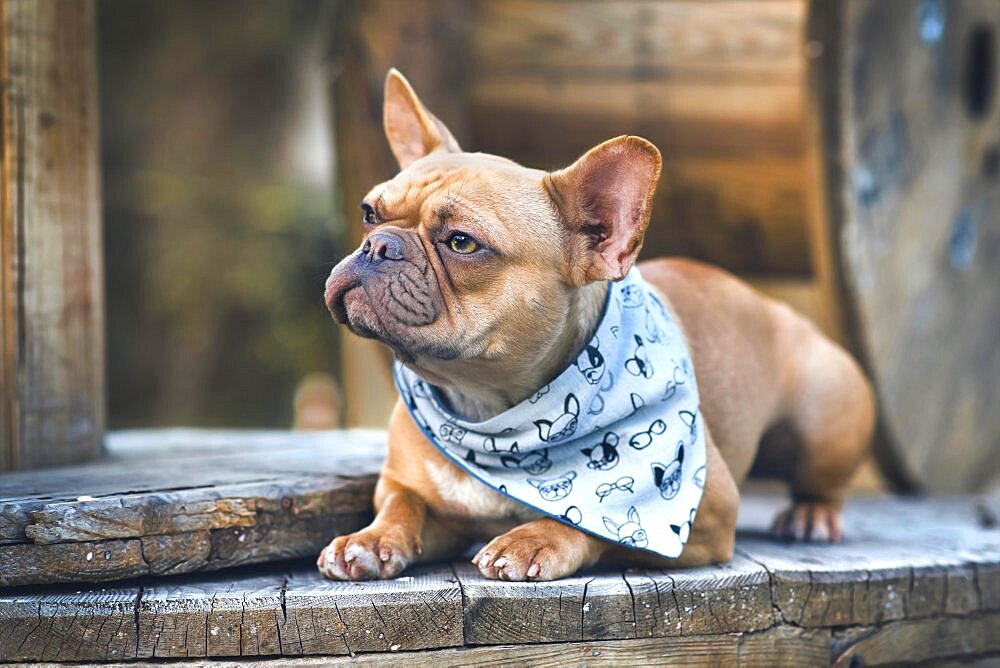 French Bulldog dog with blue neckerchief lying down between wooden industrial cable drums