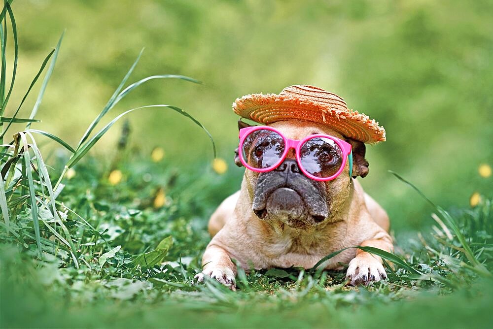 French Bulldog dog wearing pink sunglasses and Mexican straw hat