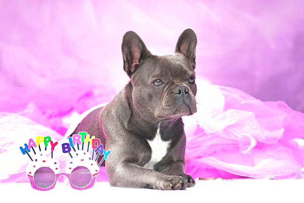 Black French Bulldog dog wearing pink tutu skirt with glasses saying 'Happy Birthday'