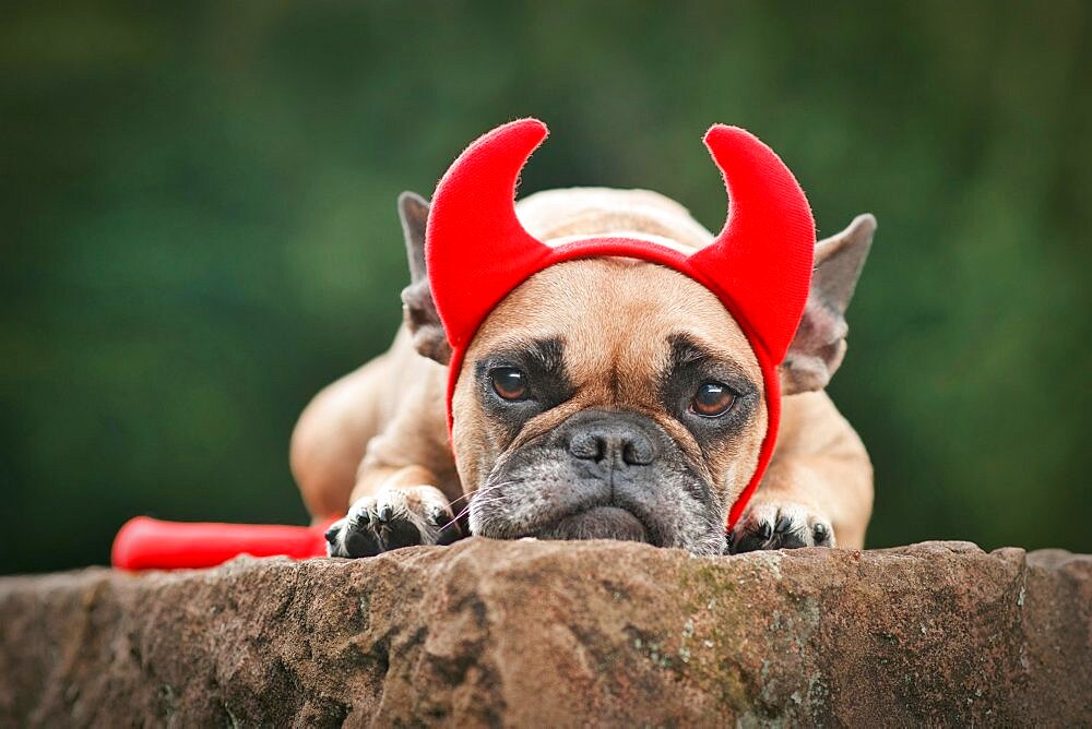 Cute French Bulldog dog wearing Halloween costume with red devil horns and tail