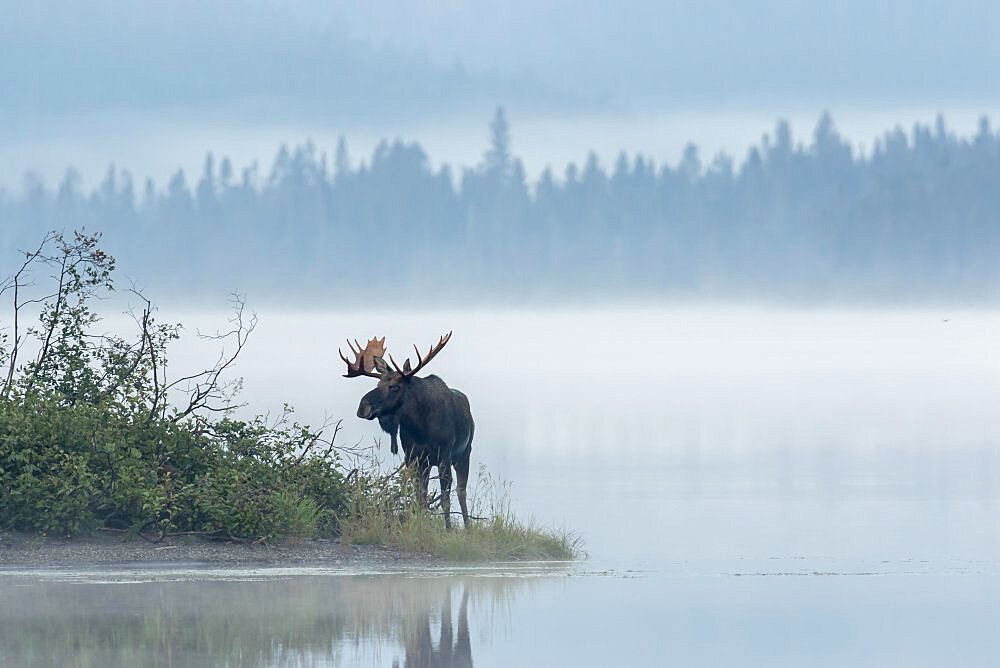 Dominant bull moose standing on a lakeshore during the rut and watching. Alces americanus