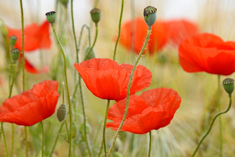 Poppy flowers (Papaver rhoeas), inflorescence, North Rhine-Westphalia, Germany, Europe