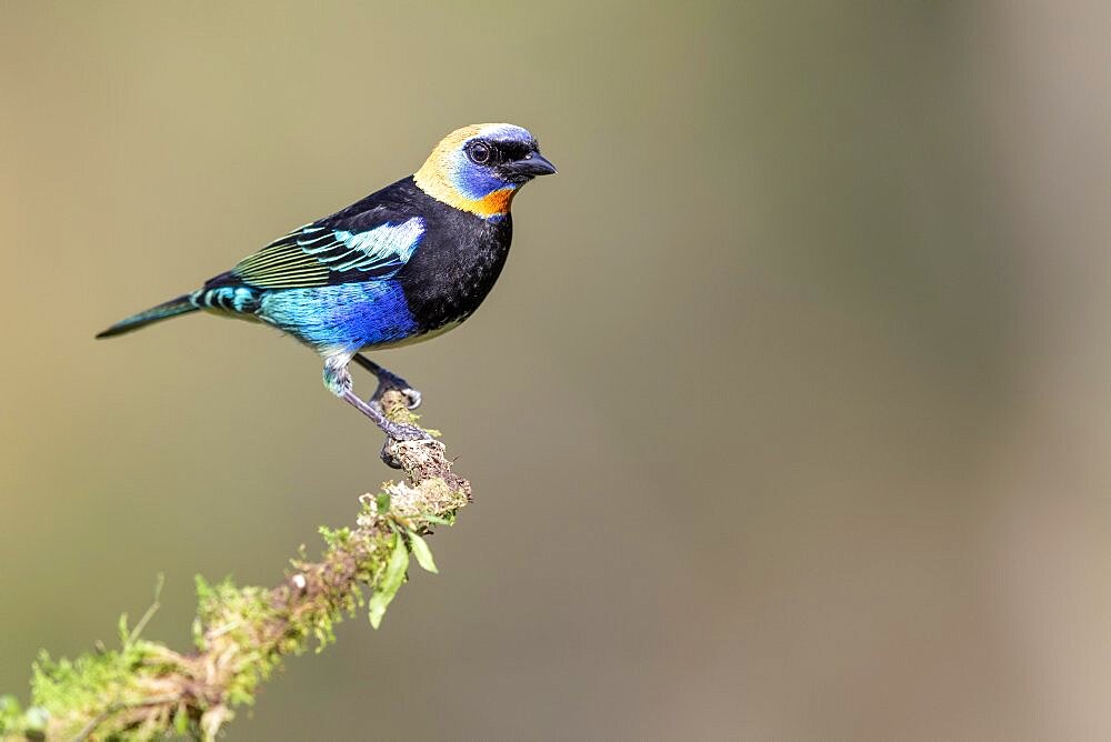 Golden-hooded tanager (Tangara larvata) on branch, Boca Tapada region, Costa Rica, Central America