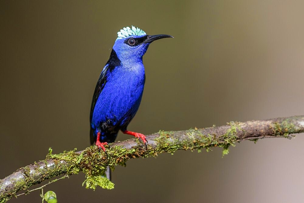 Turquoise Honeycreeper or Red-footed Honeycreeper (Cyanerpes cyaneus), male on branch, Boca Tapada region, Costa Rica, Central America