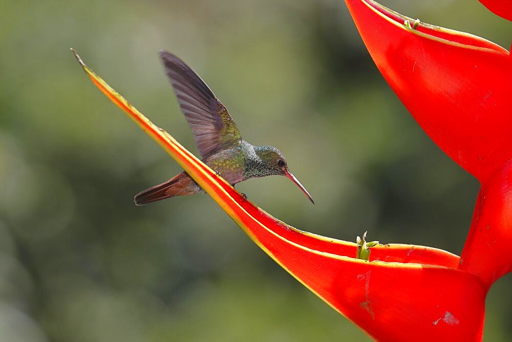 Rufous-tailed hummingbird (Amazilia tzacatl) on scarlet lobster-claw (Heliconia bihai), Sarapiqui area, Costa Rica, Central America