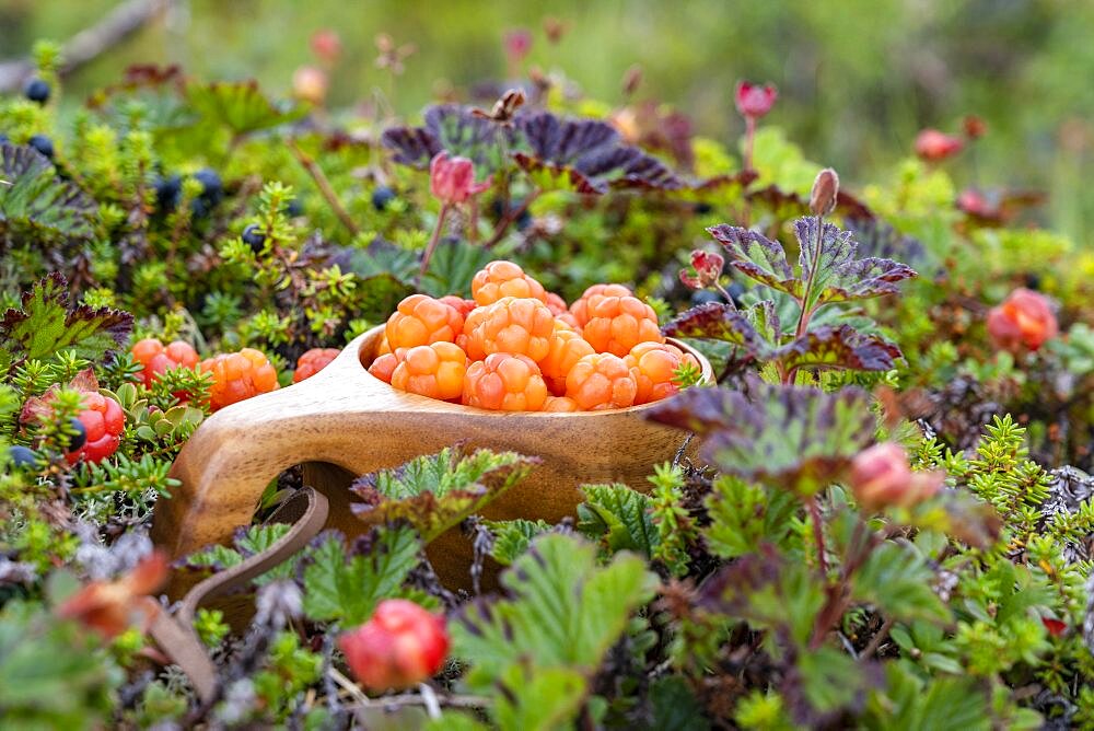 Cloudberries (Rubus chamaemorus) in a wooden cup, Finnmark, Lapland, Alta, Norway, Europe