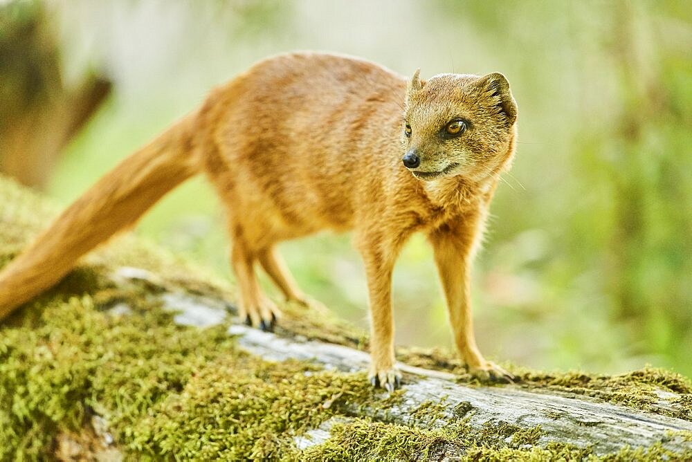 Yellow mongoose (Cynictis penicillata) standing on the ground, Bavaria, Germany, Europe