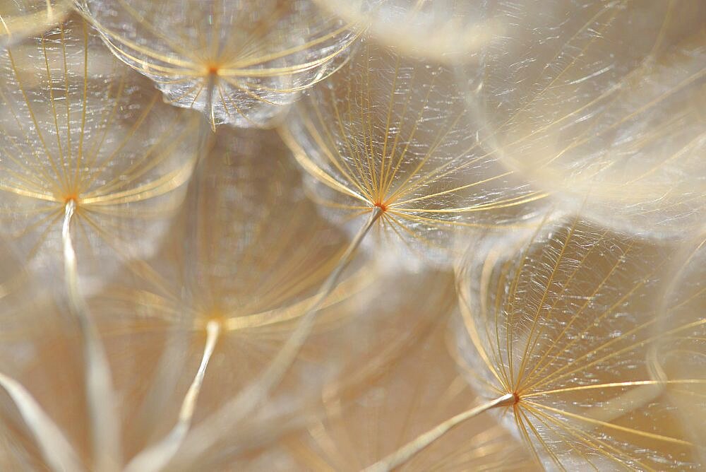 Seeds of meadow salsify (Tragopogon pratensis) illuminated by light, giant dandelion, monochrome, Croatia, Europe