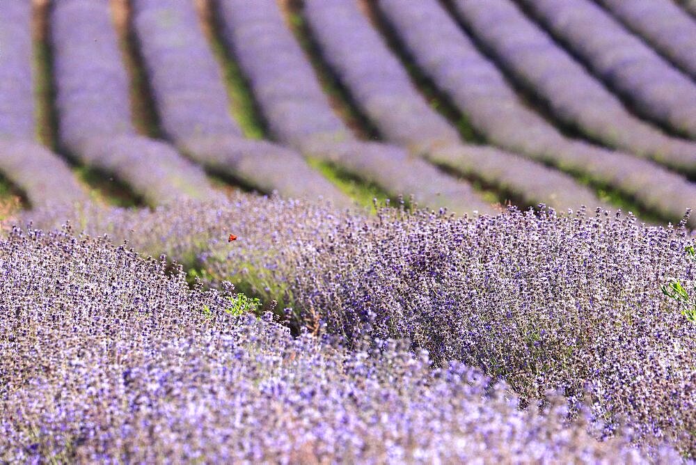 Purple lavender field in full bloom, forms interesting structures, Bavaria, Germany, Europe