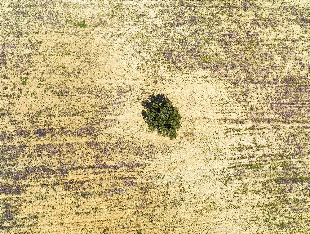 Holm Oak (Quercus ilex) in a field, aerial view, drone shot, Almeria province, Andalusia, Spain, Europe