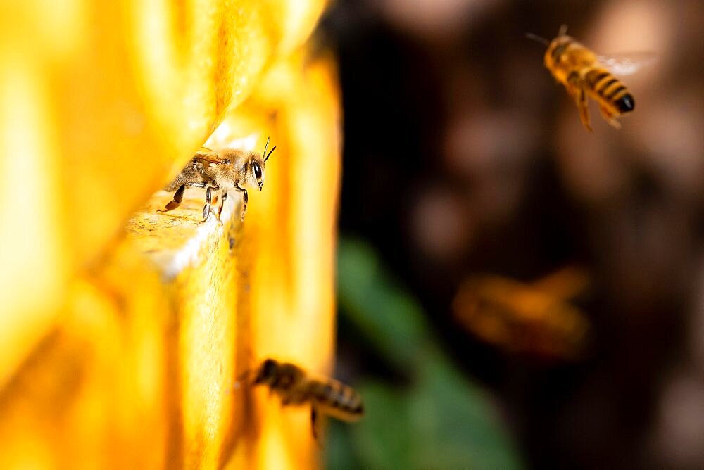 Honey bee at the hive, Hamburg, Germany, Europe