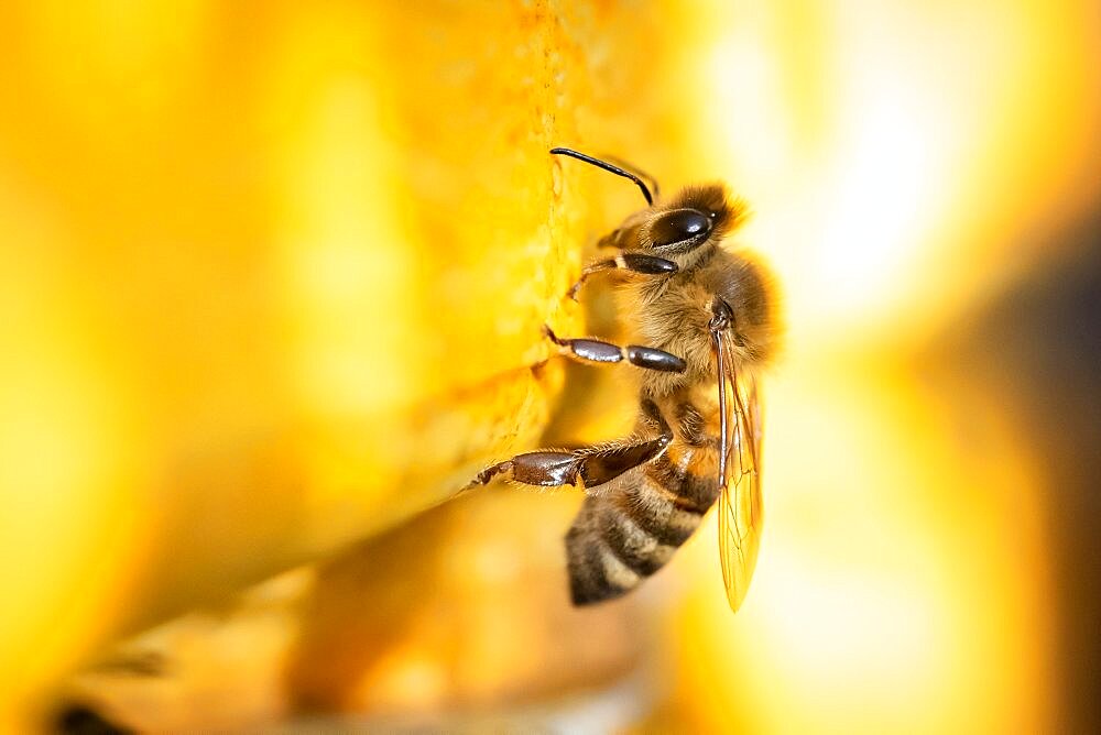 Honey bee at the hive, Hamburg, Germany, Europe